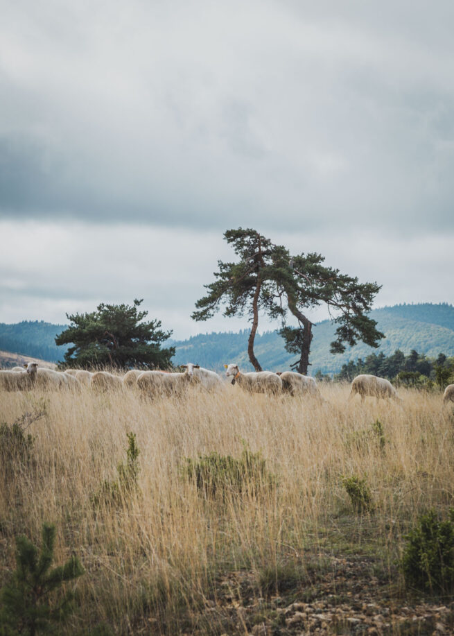 Photographie "Nature" - Paysages - Audrey Viste, Photographe à Montpellier | Photographe Montpellier