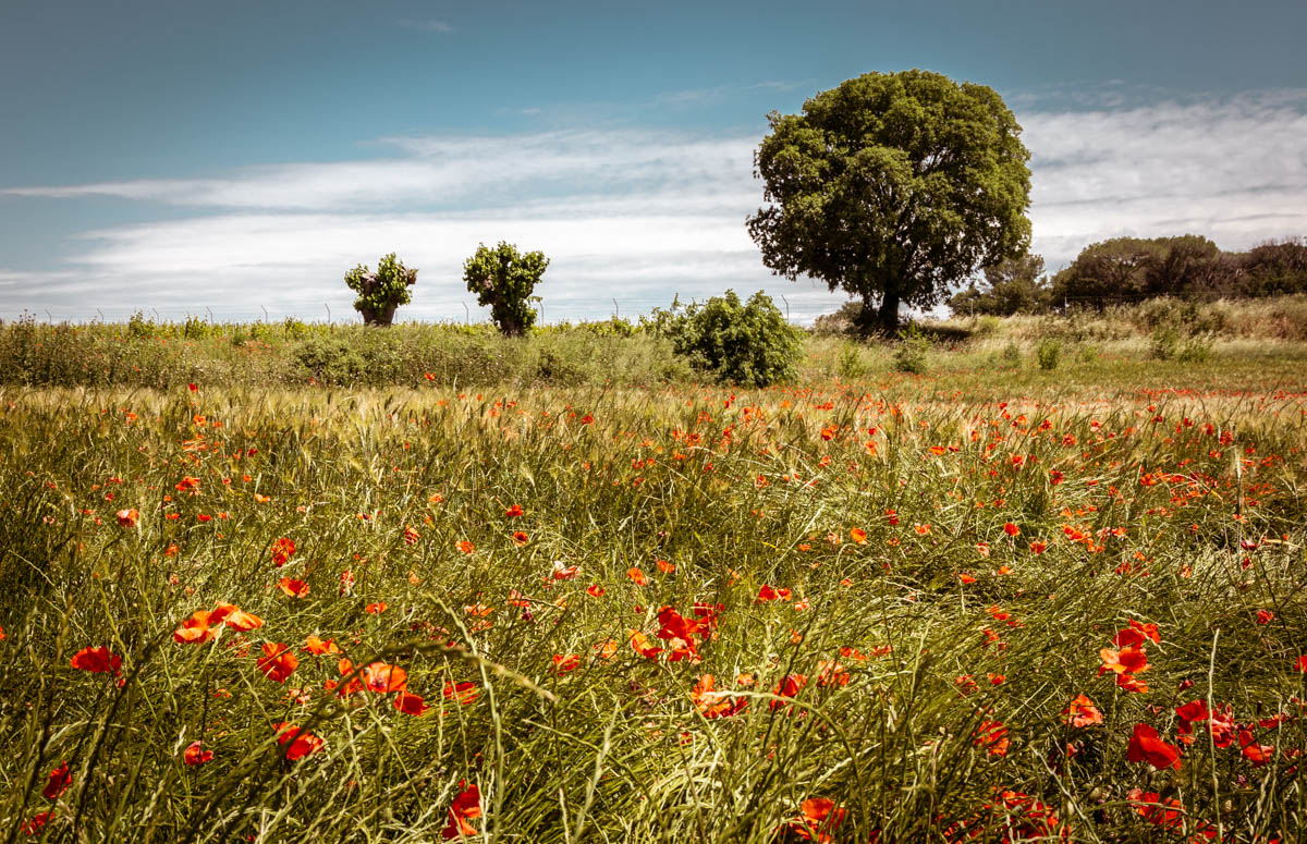Photographie "Mai" - Paysages - Voyages - Audrey Viste, Photographe à Montpellier / Photographe Montpellier
