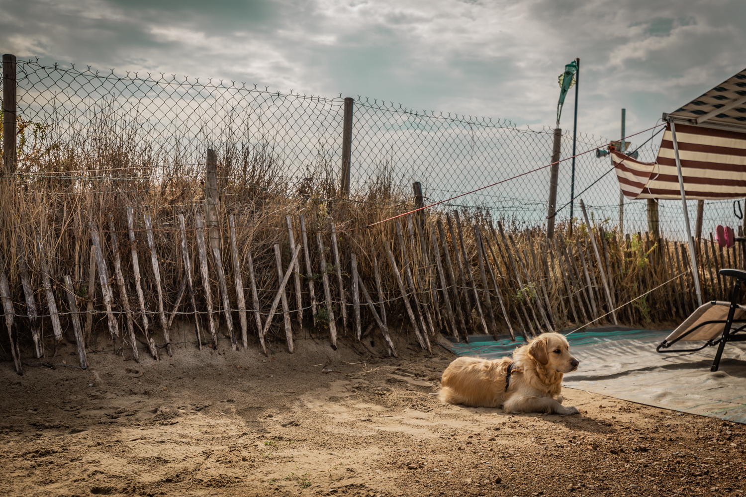 Photographie "Dog" - Paysages - Audrey Viste, Photographe à Montpellier | Photographe Montpellier