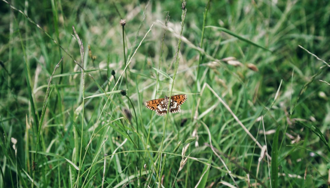 Photographie "Papillon 2" - Paysages - Audrey Viste, Photographe à Montpellier | Photographe Montpellier