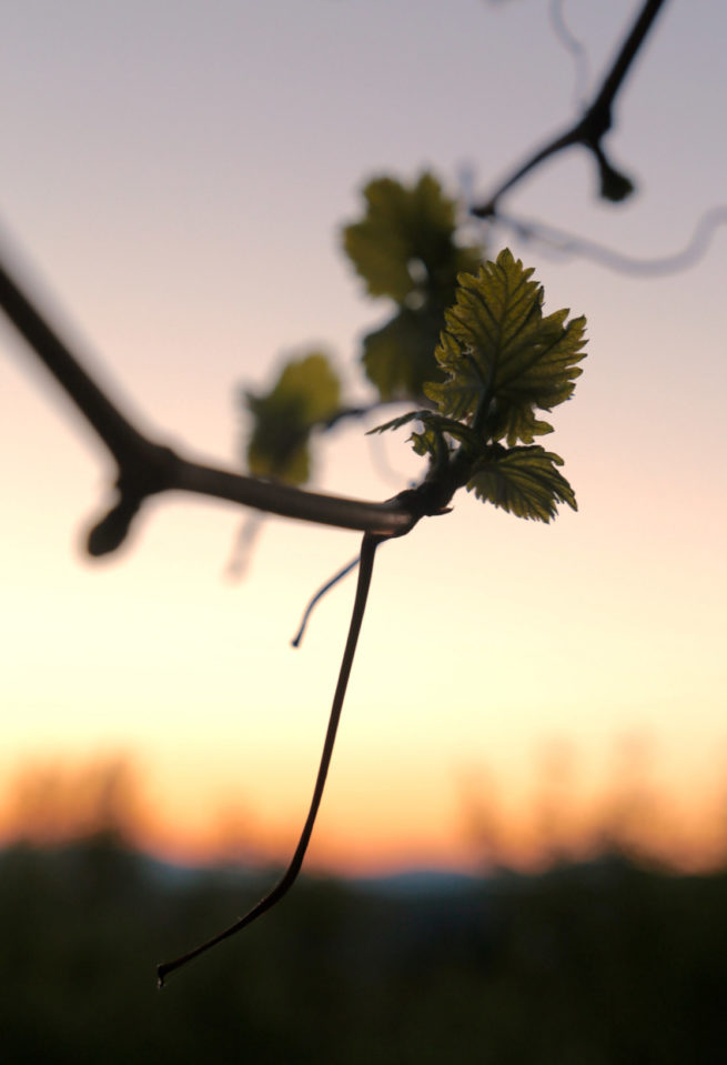 Photographie "Vigne" - Paysages - Audrey Viste, Photographe à Montpellier | Photographe Montpellier