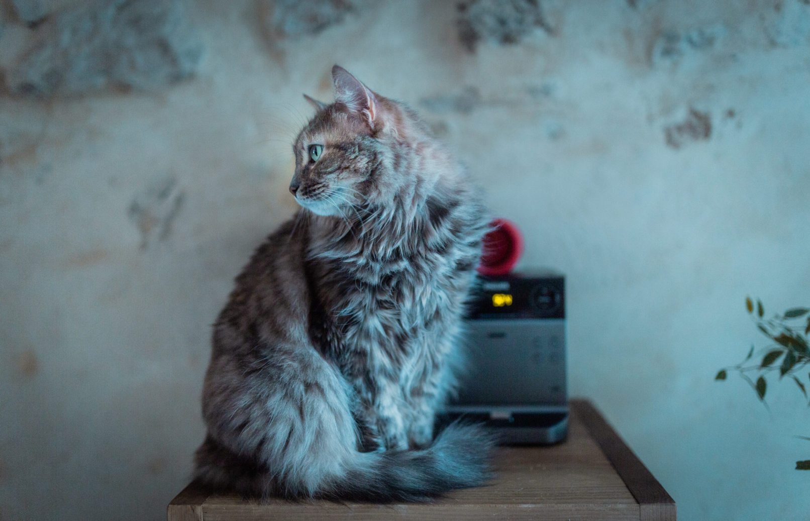Photographie "Chat" - Portraits - Audrey Viste, Photographe à Montpellier / Photographe Montpellier